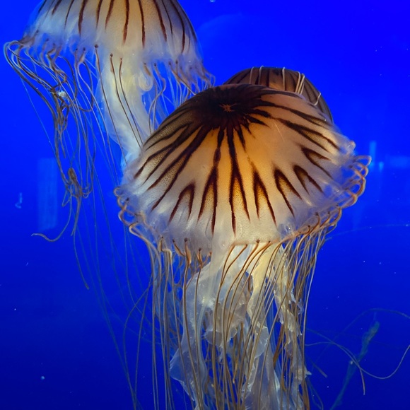 Meet your Posher, Celene - Picture 1 of 1